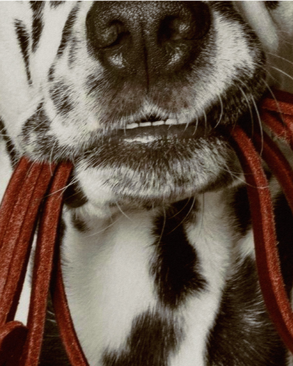 FUREVER