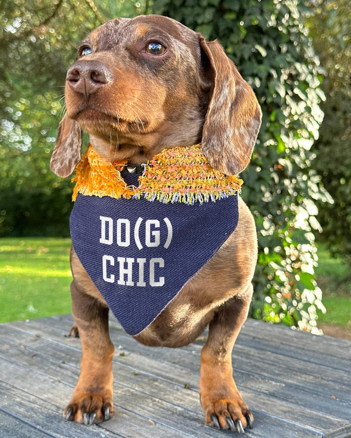 DOG CHIC dog v-neck